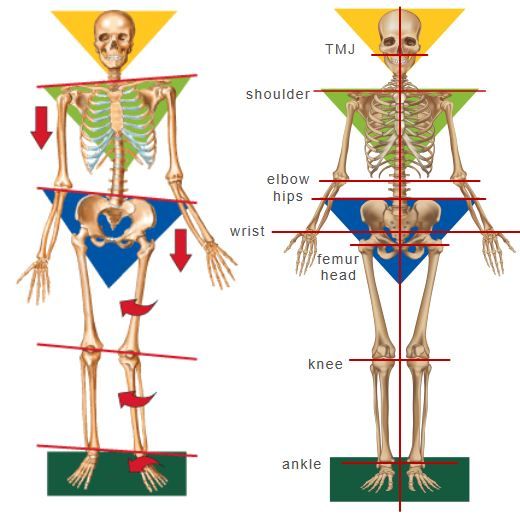 Skeleton of human body